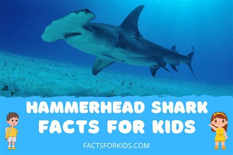 12 Facts About Hammerhead Sharks .